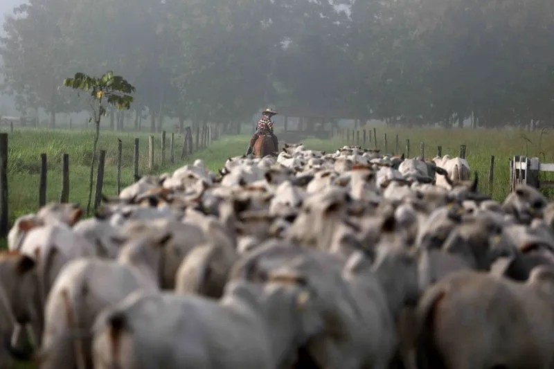 Ibama realiza apreensão histórica de mais de 7 mil cabeças de gado durante operação contra desmatamento ilegal no Pará