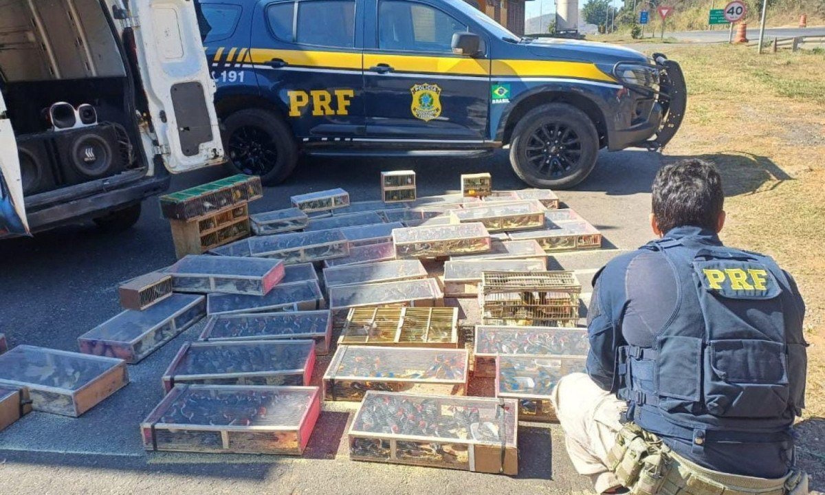 PRF resgata 1.400 aves silvestres em situação de maus-tratos na BR-040