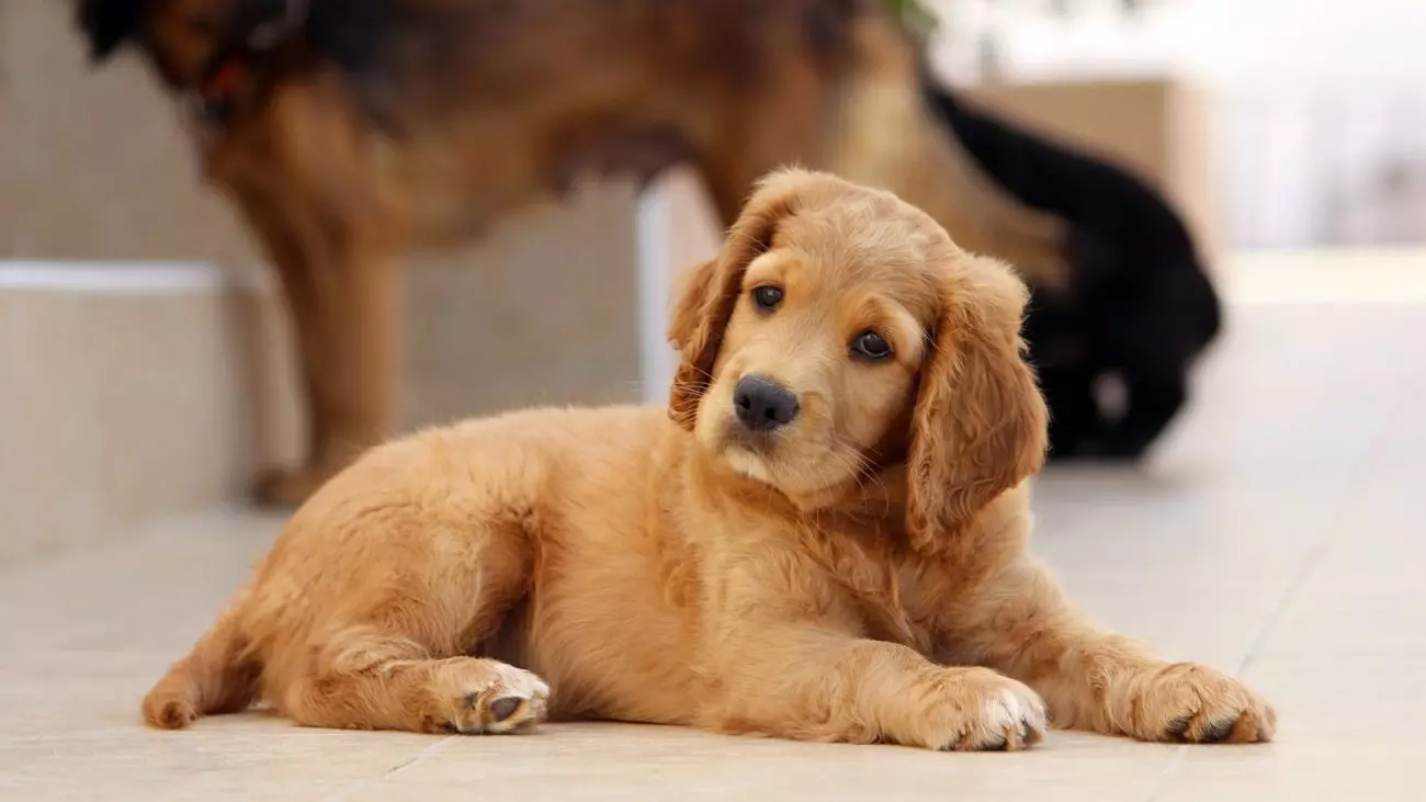 Dicas essenciais para introduzir um novo pet à família